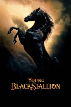 Young Black Stallion-free