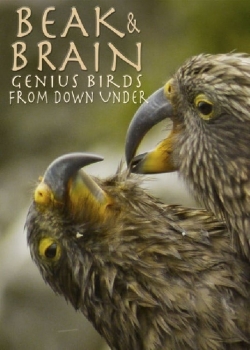 Beak & Brain - Genius Birds from Down Under-free