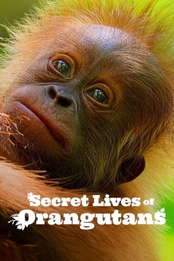 Secret Lives of Orangutans-free